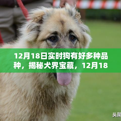 揭秘犬界寶藏，犬類品種的多樣性與實時了解（12月18日）