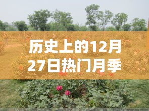 歷史上的12月27日熱門月季推薦，選購(gòu)與養(yǎng)護(hù)指南全解析