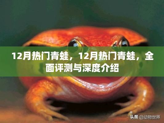 全面評(píng)測(cè)與深度介紹，十二月熱門青蛙