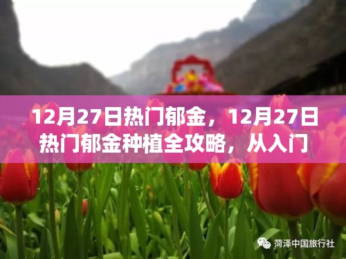 12月27日熱門郁金種植指南，從入門到精通的全面步驟