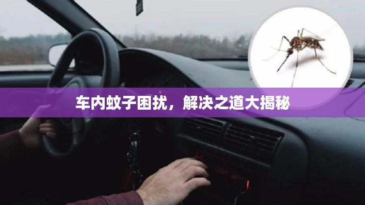 車內蚊子困擾，解決之道大揭秘