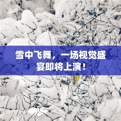 雪中飛舞，一場視覺盛宴即將上演！