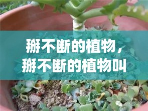 掰不斷的植物，掰不斷的植物叫紅什么 