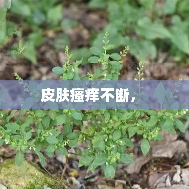 皮膚瘙癢不斷， 