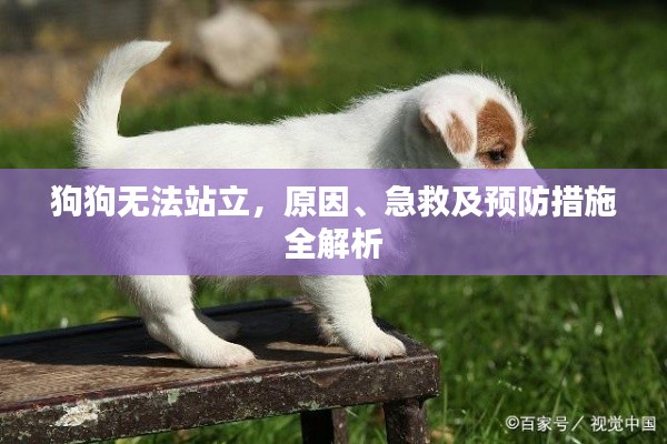 狗狗無法站立，原因、急救及預防措施全解析