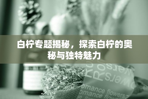 白檸專題揭秘，探索白檸的奧秘與獨特魅力