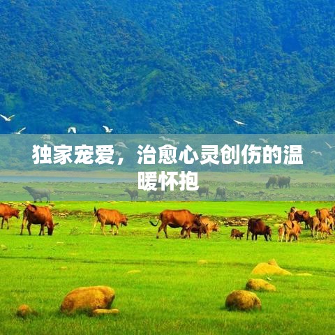 獨(dú)家寵愛(ài)，治愈心靈創(chuàng)傷的溫暖懷抱