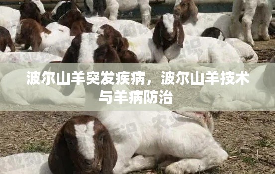 波爾山羊突發(fā)疾病，波爾山羊技術(shù)與羊病防治 