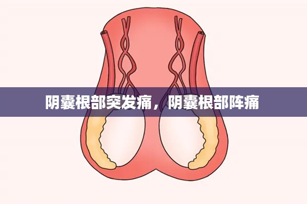 陰囊根部突發(fā)痛，陰囊根部陣痛 