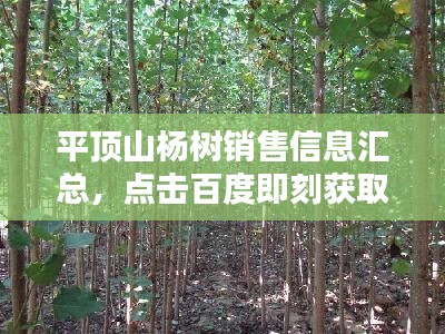 平頂山楊樹銷售信息匯總，點擊百度即刻獲?。? class=