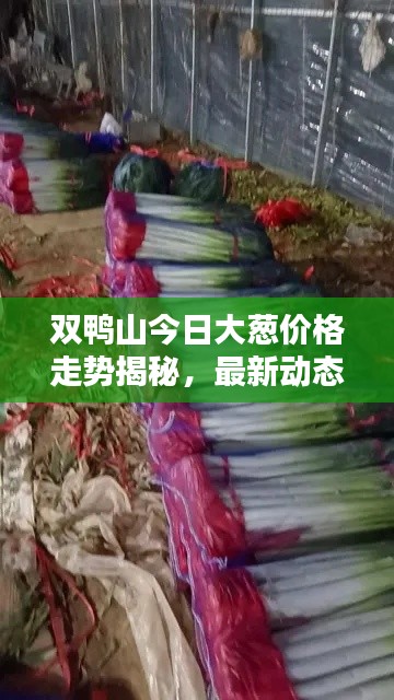 雙鴨山今日大蔥價(jià)格走勢揭秘，最新動(dòng)態(tài)一網(wǎng)打盡！