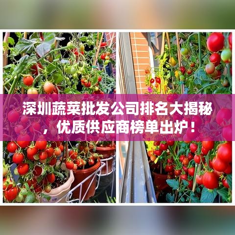 深圳蔬菜批發(fā)公司排名大揭秘，優(yōu)質(zhì)供應(yīng)商榜單出爐！