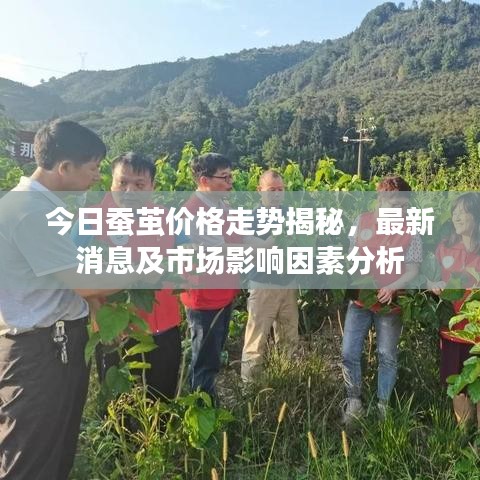 今日蠶繭價(jià)格走勢(shì)揭秘，最新消息及市場(chǎng)影響因素分析