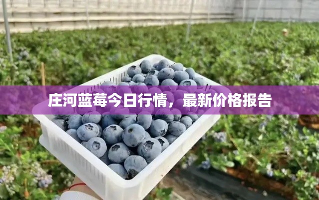 莊河藍莓今日行情，最新價格報告