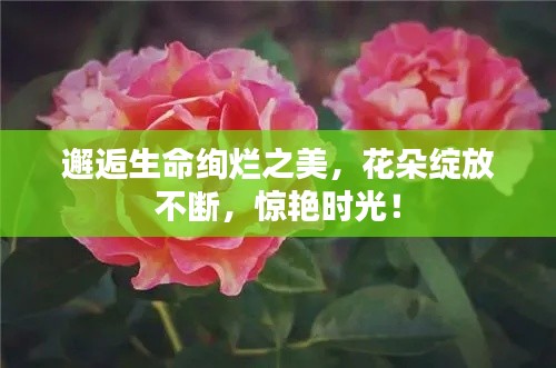 邂逅生命絢爛之美，花朵綻放不斷，驚艷時(shí)光！