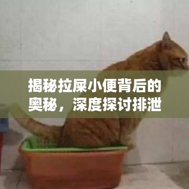 揭秘拉屎小便背后的奧秘，深度探討排泄系統(tǒng)的秘密