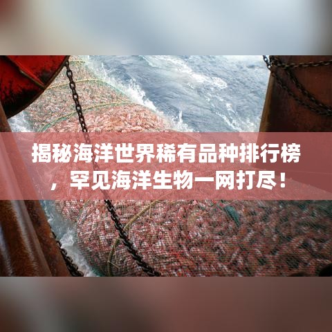 揭秘海洋世界稀有品種排行榜，罕見海洋生物一網(wǎng)打盡！