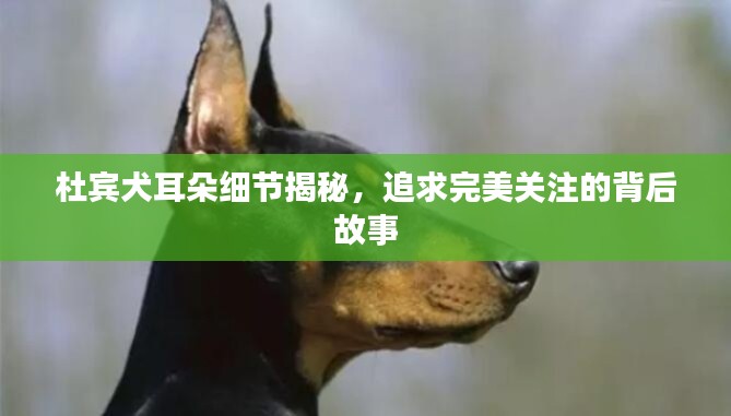 杜賓犬耳朵細節(jié)揭秘，追求完美關注的背后故事