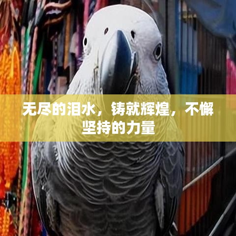 無(wú)盡的淚水，鑄就輝煌，不懈堅(jiān)持的力量