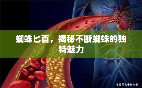 蜘蛛匕首，揭秘不斷蜘蛛的獨(dú)特魅力