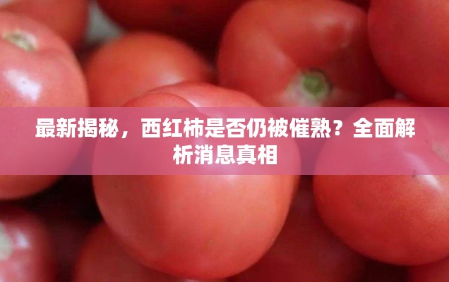 最新揭秘，西紅柿是否仍被催熟？全面解析消息真相