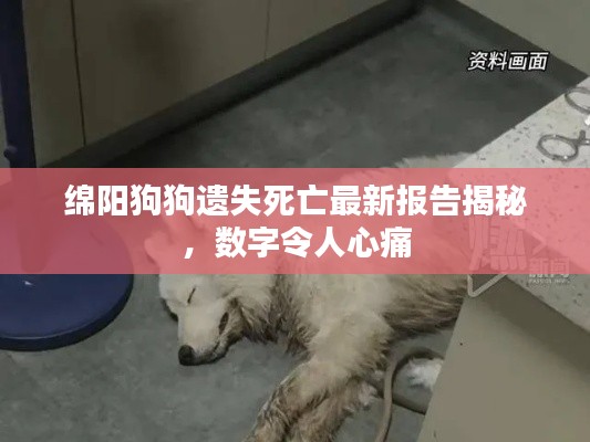 綿陽(yáng)狗狗遺失死亡最新報(bào)告揭秘，數(shù)字令人心痛