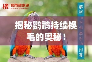 揭秘鸚鵡持續(xù)換毛的奧秘！