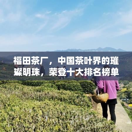 福田茶廠，中國茶葉界的璀璨明珠，榮登十大排名榜單