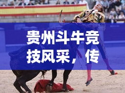 貴州斗牛競(jìng)技風(fēng)采，傳統(tǒng)運(yùn)動(dòng)的榮耀與傳承，世界排名揭曉！