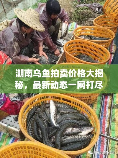 潮南烏魚(yú)拍賣(mài)價(jià)格大揭秘，最新動(dòng)態(tài)一網(wǎng)打盡