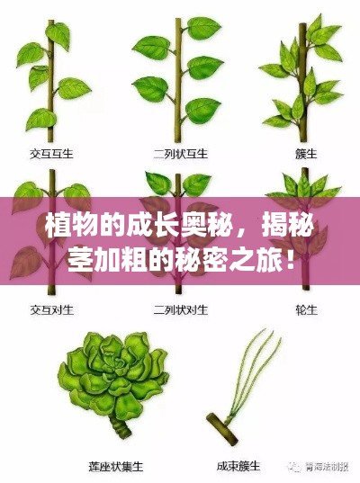 植物的成長奧秘，揭秘莖加粗的秘密之旅！