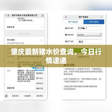 肇慶最新豬水價(jià)查詢，今日行情速遞