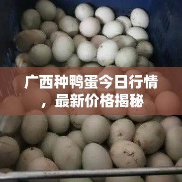 廣西種鴨蛋今日行情，最新價(jià)格揭秘