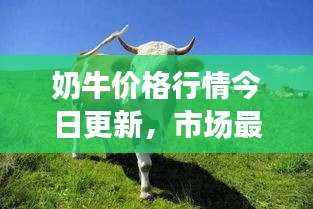 奶牛價格行情今日更新，市場最新動態(tài)及趨勢分析
