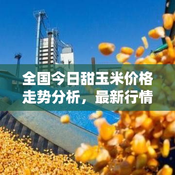 全國今日甜玉米價格走勢分析，最新行情概覽