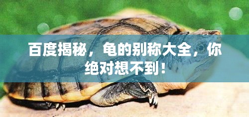 百度揭秘，龜?shù)膭e稱大全，你絕對想不到！