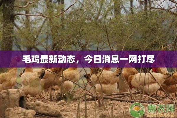 毛雞最新動態(tài)，今日消息一網(wǎng)打盡