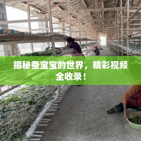 揭秘蠶寶寶的世界，精彩視頻全收錄！