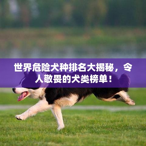 世界危險(xiǎn)犬種排名大揭秘，令人敬畏的犬類榜單！