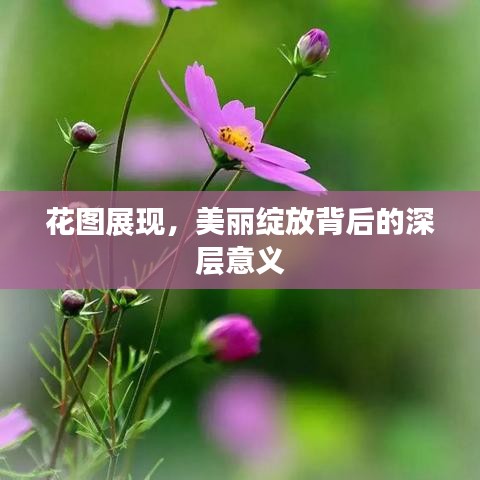花圖展現(xiàn)，美麗綻放背后的深層意義