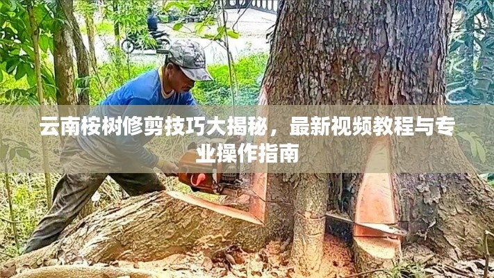 云南桉樹修剪技巧大揭秘，最新視頻教程與專業(yè)操作指南