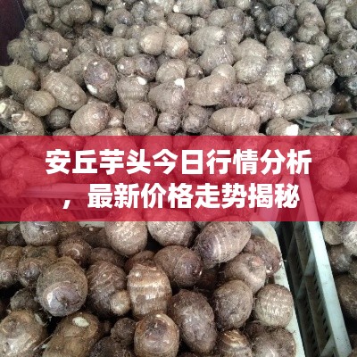 安丘芋頭今日行情分析，最新價格走勢揭秘