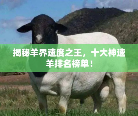 揭秘羊界速度之王，十大神速羊排名榜單！
