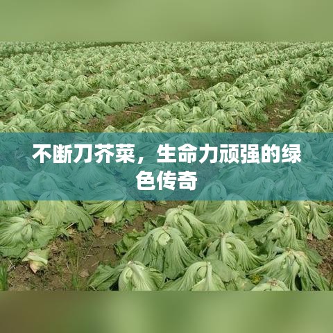 不斷刀芥菜，生命力頑強(qiáng)的綠色傳奇