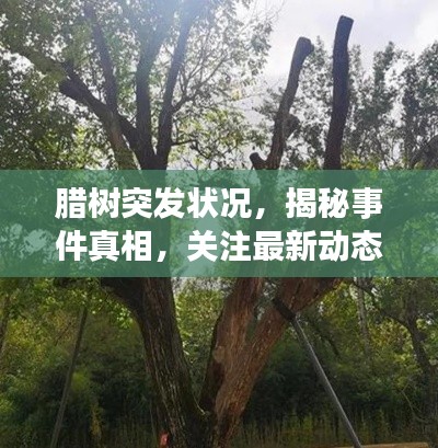 臘樹突發(fā)狀況，揭秘事件真相，關(guān)注最新動(dòng)態(tài)