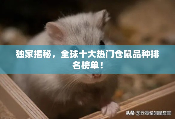 獨家揭秘，全球十大熱門倉鼠品種排名榜單！