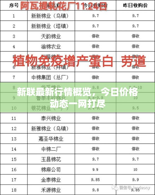 新聯(lián)最新行情概覽，今日價格動態(tài)一網(wǎng)打盡