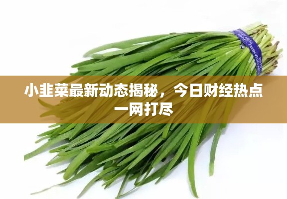 小韭菜最新動(dòng)態(tài)揭秘，今日財(cái)經(jīng)熱點(diǎn)一網(wǎng)打盡