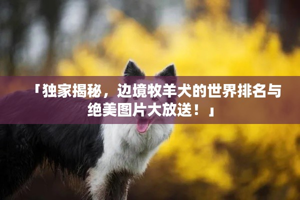 「獨家揭秘，邊境牧羊犬的世界排名與絕美圖片大放送！」