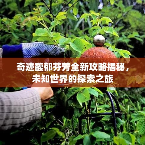 奇跡馥郁芬芳全新攻略揭秘，未知世界的探索之旅